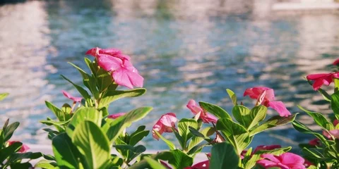 Pink Periwinkle by the pool Stock Footage 75732096