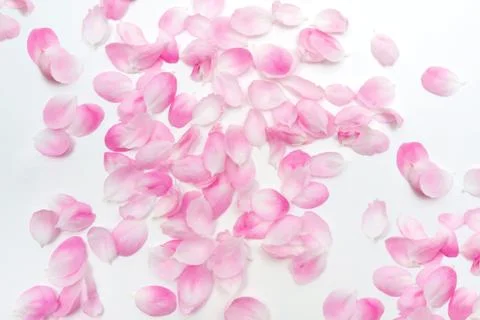 Pink Petal Stock Photos