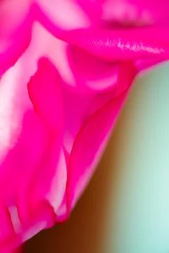 Pink Petal on Soft Gradient Stock Photos