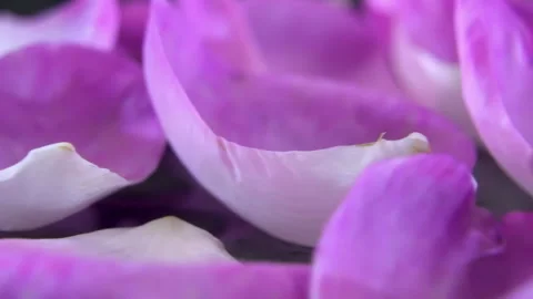 Pink  Petal with Visible Venation Rotating in Studio (Rosa x odorata) Vidéo 340524121