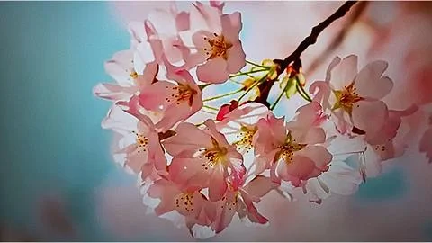 Pink Petaled Cherry Blossoms Stock Photos