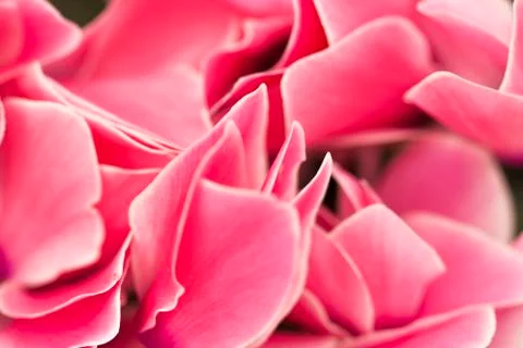 Pink petals background texture in close up detail Stock Photos