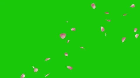 Pink petals blowing across screen on a green screen Stock-Footage 331766244