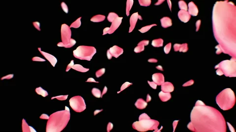 Pink Petals Explosion Close-up. One Petal Falling Down and Exploding Into Many Stock-Footage 232514758