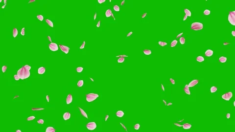 Pink petals falling and drifting on green screen Stock-Footage 331766294