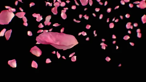 Pink Petals Falling on Black Background Close-up Slow Motion. 3d Animation of Stock Footage 232140741