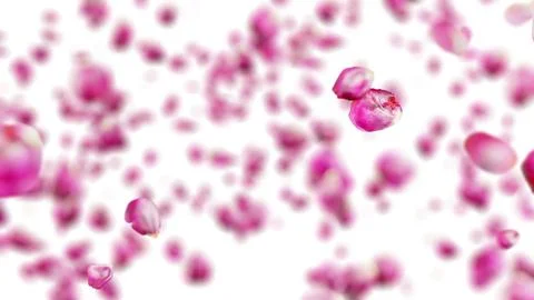 Pink petals gracefully falling on a transparent background Ilustración de archivo