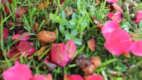 Pink petals on the grass Stock Footage 248324958