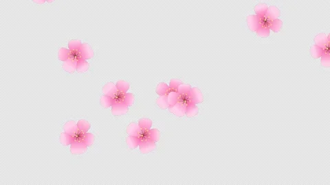 Pink petals. Isolated falling cherry blossom. Spring background. Alpha. 25 fps Stock Footage 166850196
