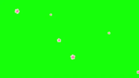 Pink petals. Isolated falling cherry blossom. Spring background. 23,98 fps Stock Footage 166864413