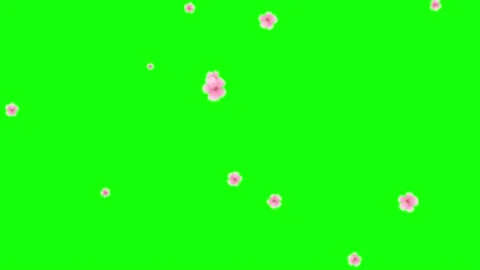 Pink petals. Isolated falling cherry blossom. Spring background. 25 fps Stock Footage 166864416