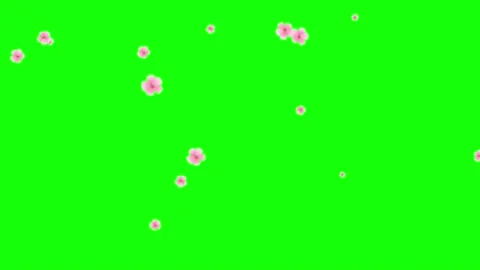 Pink petals. Isolated falling cherry blossom. Spring background. 29,97 fps Stock Footage 166864428