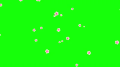 Pink petals. Isolated falling cherry blossom. Spring background. 59,94 fps Stock Footage 166864504