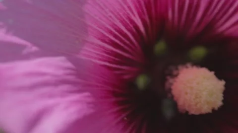 Pink petals in light breeze Stock Footage 43863005