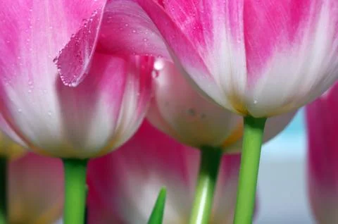 Pink petals Stock Photos