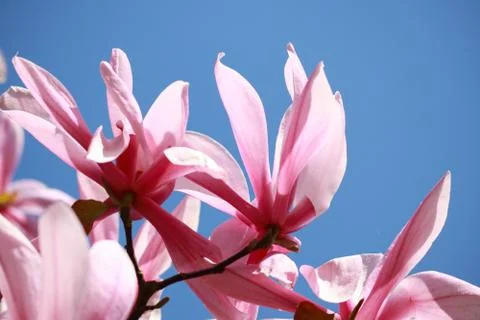 Pink Petals Stock Photos