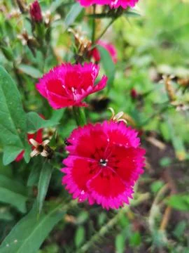 Pink petals Stock Photos