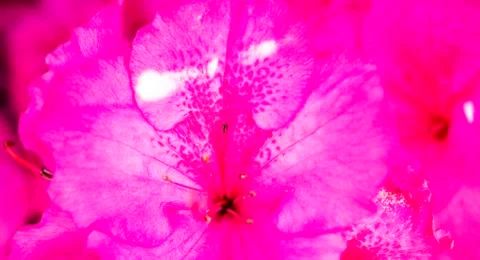Pink Petals Stock Photos