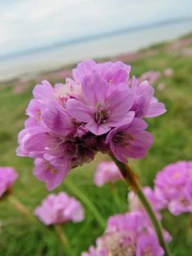 Pink Petals Stock Photos