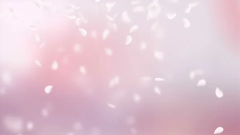 Pink petals of sakura falling on romantic abstract background. Looped 4K motion Stock Footage 104084004