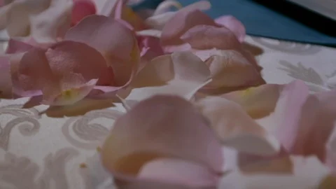 Pink pettels on table close Stock-Footage 90925396