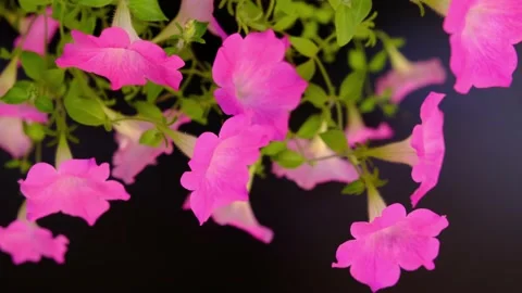 Pink petunia on black background Stock Footage 142705740