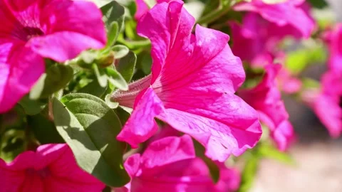 Pink petunia flowers flutter in the wind. Stock Footage 158295129