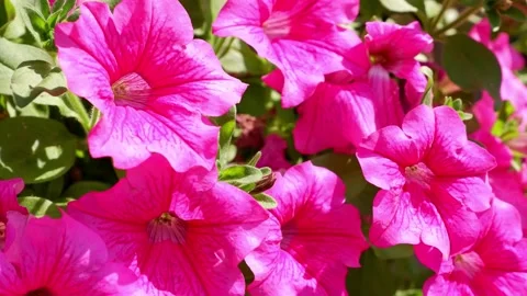 Pink petunia flowers flutter in the wind. Stock Footage 158390133