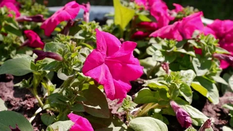 Pink petunia flowers flutter in the wind. Stock Footage 169646223