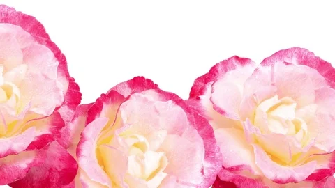 Pink petunia Stock Footage 75251370