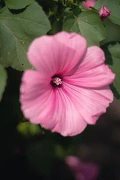 Pink petunia in the garden Stock Photos