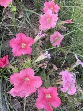 Pink Petunia Patch Stock Photos