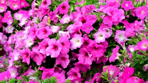 Pink petunia in the wind Stock-Footage 101406183