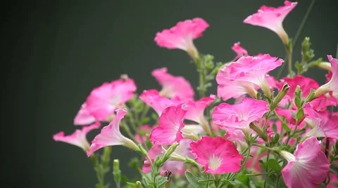 Pink petunias Stock Footage 8508689
