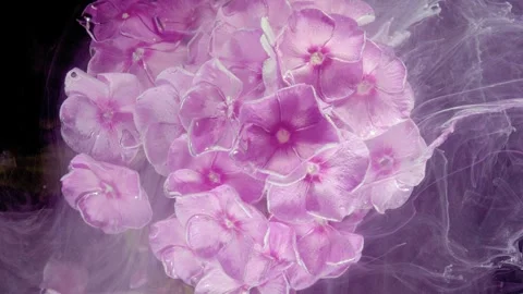 Pink phlox cluster enveloped in translucent lavender liquid with glossy wet peta Stock Footage 339954201