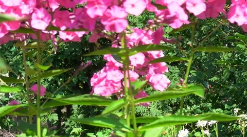 Pink phlox Stock Footage 7901069