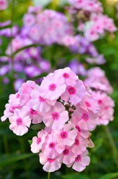 Pink phlox Stock Photos