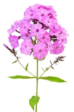 Pink phlox Stock Photos