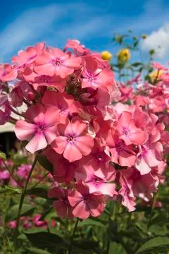 Pink phlox Stock Photos