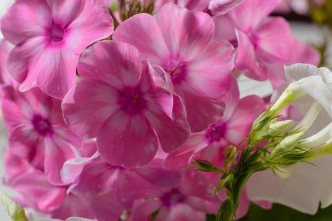 Pink Phlox. Stock Photos