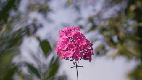 Pink phlox sways in the wind in the cherry orchard garden. Stock Footage 246233874