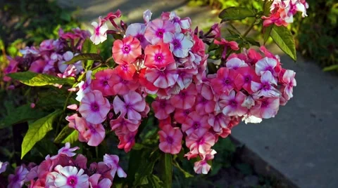 Pink phlox swinging on the wind Stock Footage 59699262