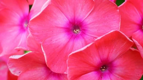 Pink phloxes Stock Footage 73180900