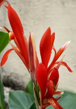 The Pink 写真素材