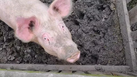 Pink pig Stock Footage 250490624
