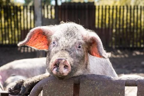 Pink pig in the mud Stock Photos
