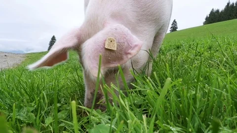 Pink Pig Walks and Eats Roots on a Green Meadow in the Mountains of Austria Stock Footage 81639158