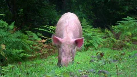 Pink pig walks through fields and forest, he stopped and looks into camera. Stock Footage 204998060