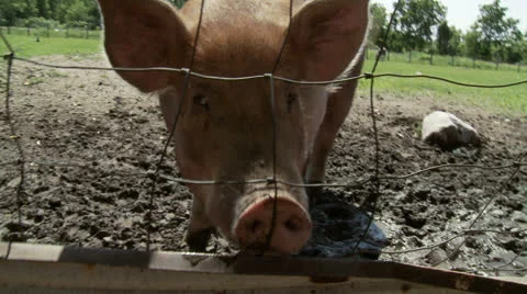 Pink pigA Stock Footage 25627890