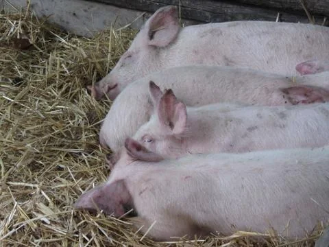Pink piglets lying down on straw Stock Photos
